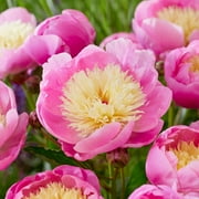 Garden State Bulb Bowl of Beauty Pink and Yellow Peony Flower Bulbs, Spring Planting (Bag of 3)